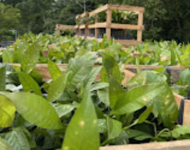 Mais de 50 mil mudas de castanheiras-do-Brasil são distribuídas para produtores rurais no AM