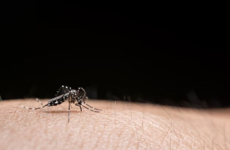 Dengue: chuvas na Amazônia aumentam risco de casos da doença; saiba como diagnosticar
