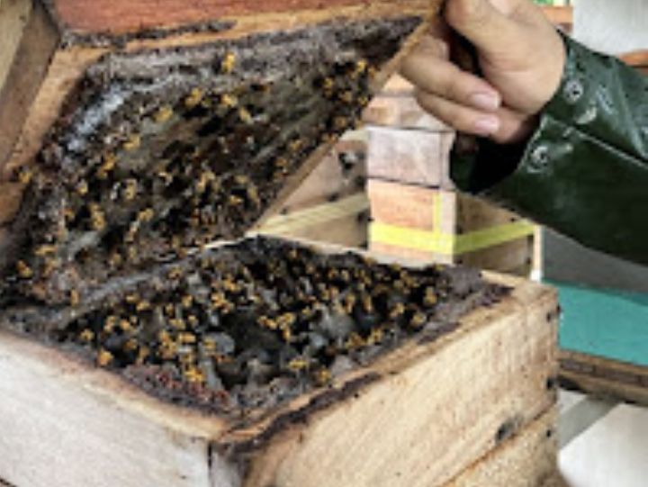 Produção de mel ganha impulso no Amazonas a partir de doação caixas de abelha