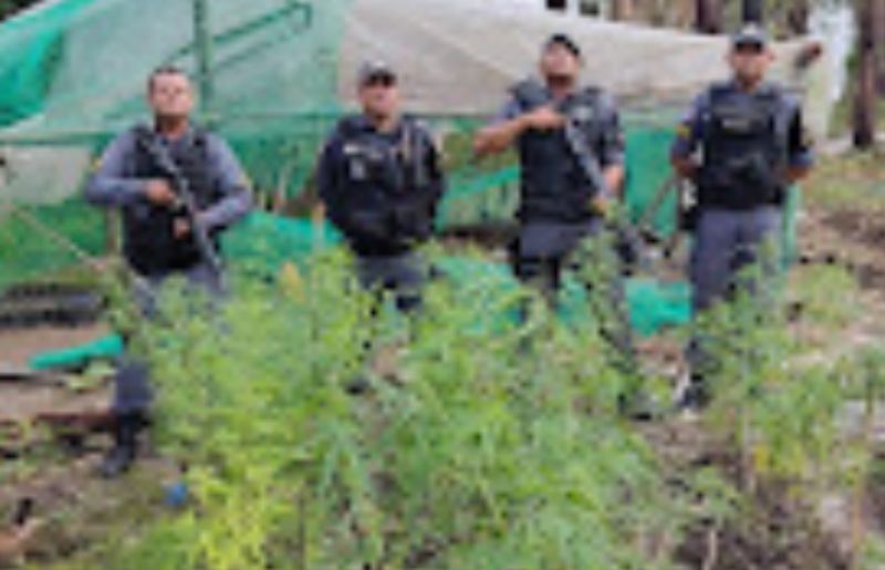Hórus/Fronteira Mais Segura: Polícia destrói plantação de maconha em Autazes