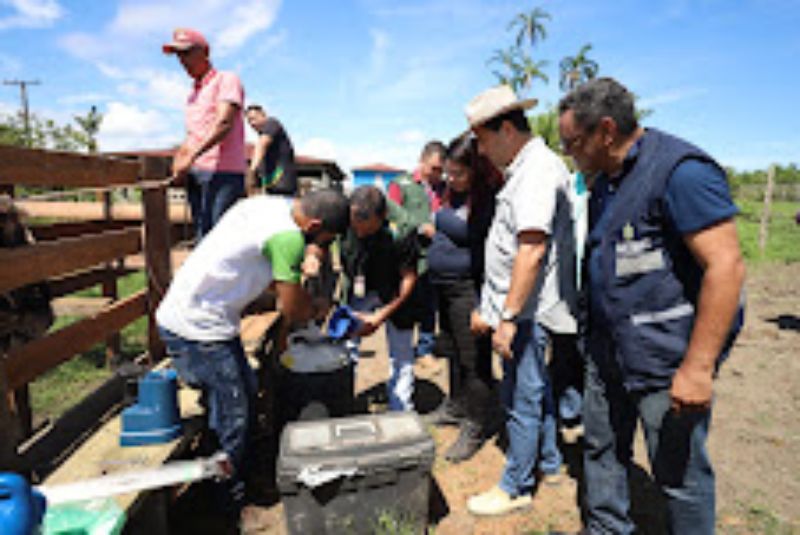 Em Autazes, Governo realiza inseminação artificial em rebanho bovino