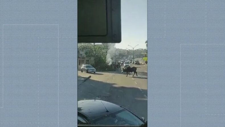 Búfalo ataca carro e empaca trânsito em rodovia em São Gonçalo(RJ)