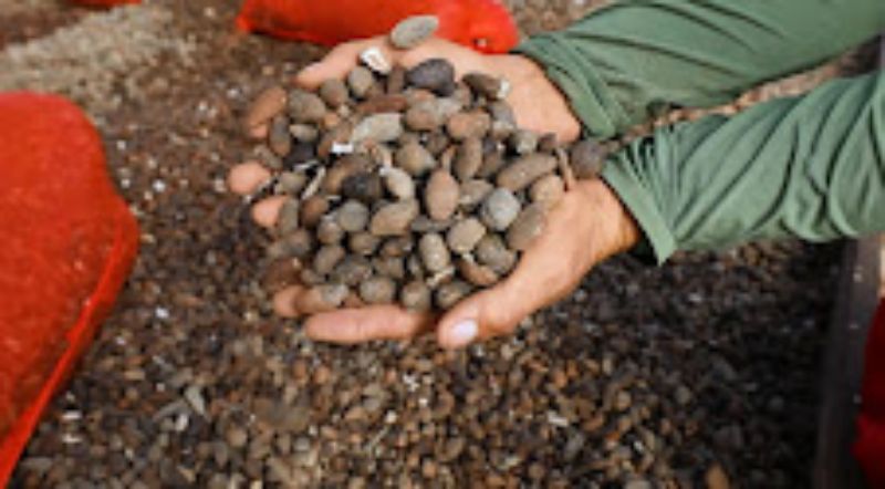 AM: Documentários visibilizam negócios sustentáveis geridos por comunidades tradicionais do interior