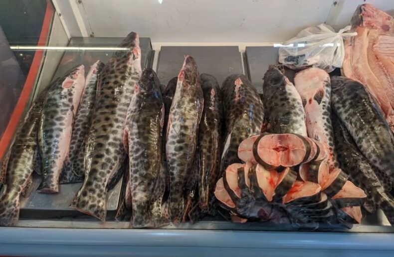 Peixes consumidos pela população em 6 estados da Amazônia têm contaminação por mercúrio, indica estudo