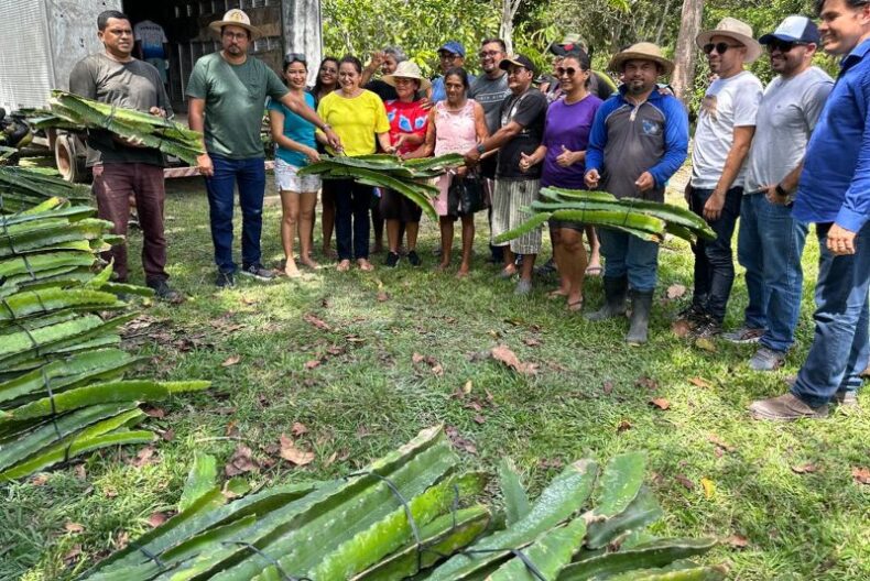 Programa ‘Manaus + Agro’ distribui cerca de sete mil mudas de pitaya