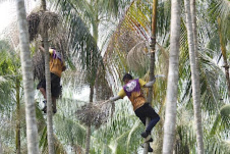 Programa Agro Amazonas fomenta a cadeia produtiva do açaí em Codajás