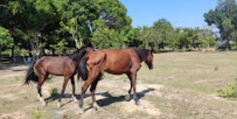 Operação policial resgata 06 cavalos em situação de maus tratos em Rio Preto da Eva