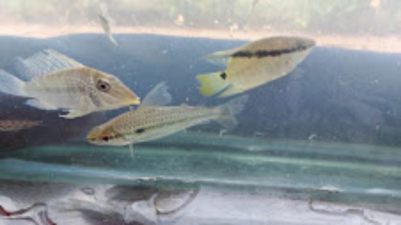 Sepror-AM realiza prospecção de peixes ornamentais em Novo Aripuanã