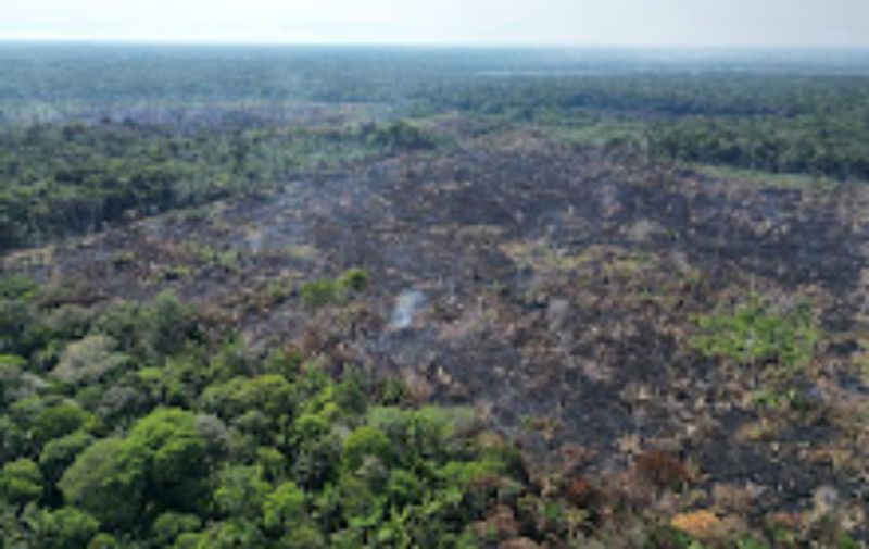 Tamoiotatá: 9ª fase gera mais de R$ 76 milhões em multas no sul do Amazonas