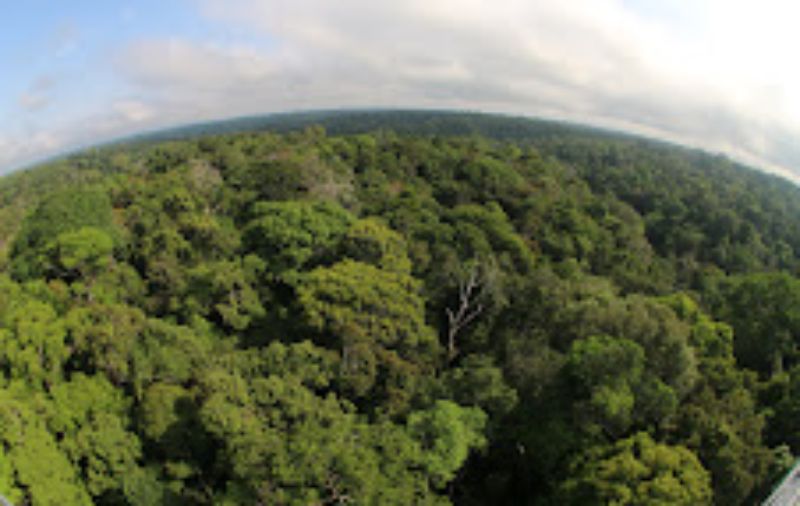 Mercado de carbono: Sema habilita 14 novos Agentes Executores de Serviços Ambientais