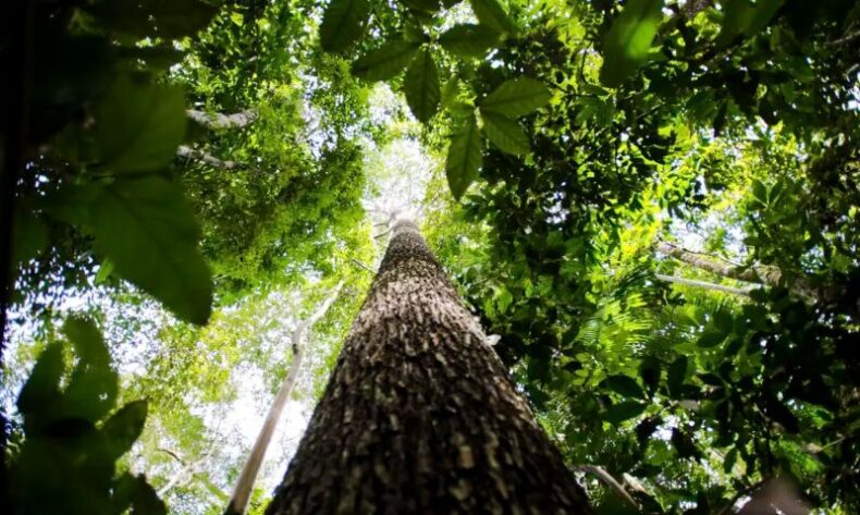 Brasil apresenta na COP proposta para manter florestas tropicais em pé