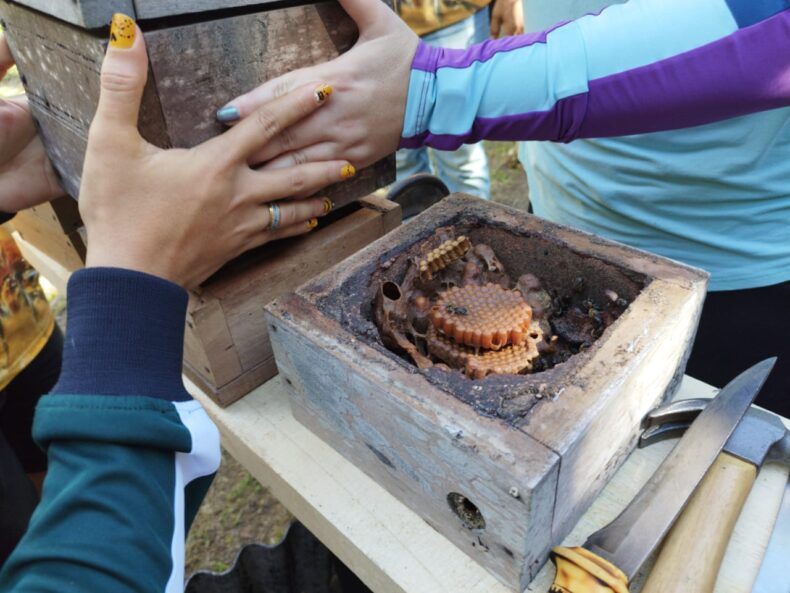 Meliponicultores do Amazonas têm até 2025 para regularizar planteis
