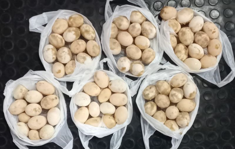 Policiais apreendem ovos de tartaruga e quelônios em embarcação, na Base Fluvial Arpão 2