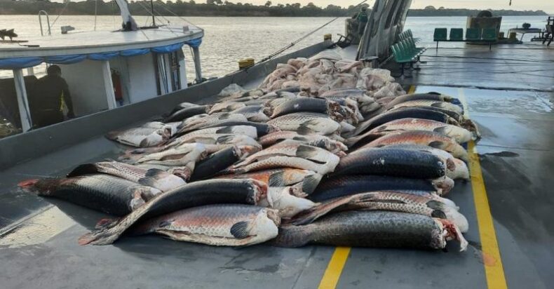 Base Arpão 1: SSP-AM apreende mais de 9 toneladas de pescado, em Coari