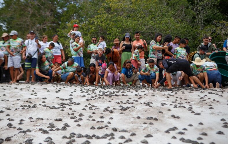 Mais de 25 mil filhotes de quelônios são devolvidos à natureza na RDS do Uatumã