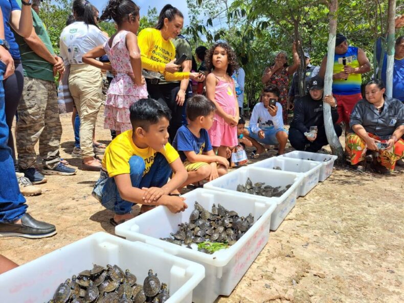 Mais de 5 mil quelônios são soltos em comunidades às margens da BR-319