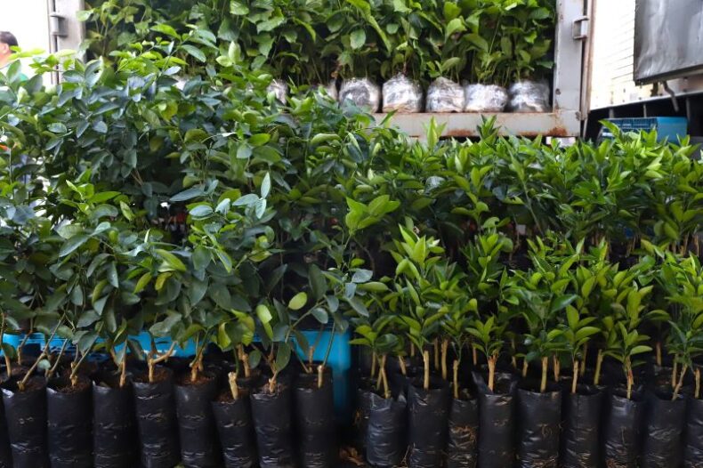 Governo do AM entrega 20,4 mil mudas de citros e café fomentando a expansão agrícola no primeiro trimestre de 2024