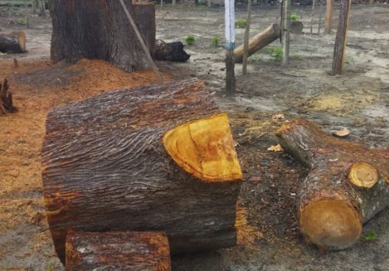 Polícia Militar do AM apreende materiais utilizados para derrubada de árvores em loteamento, em Parintins