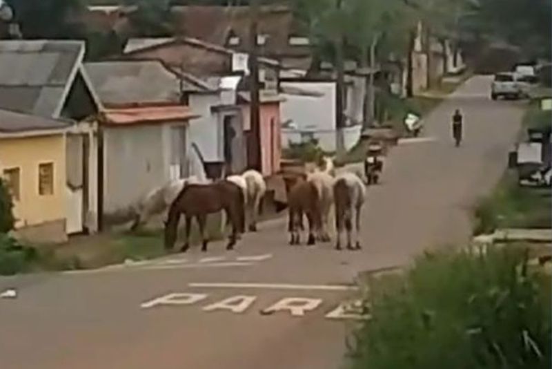 Motociclista fica ferido após colidir com cavalo solto em avenida de Itacoatiara