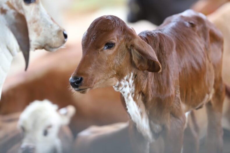 Vacinação contra a brucelose se encerra na sexta-feira, alerta Adaf