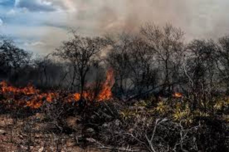 Estudo mostra que 1 a cada 4 hectares de terra pegou fogo no Brasil nos últimos 40 anos