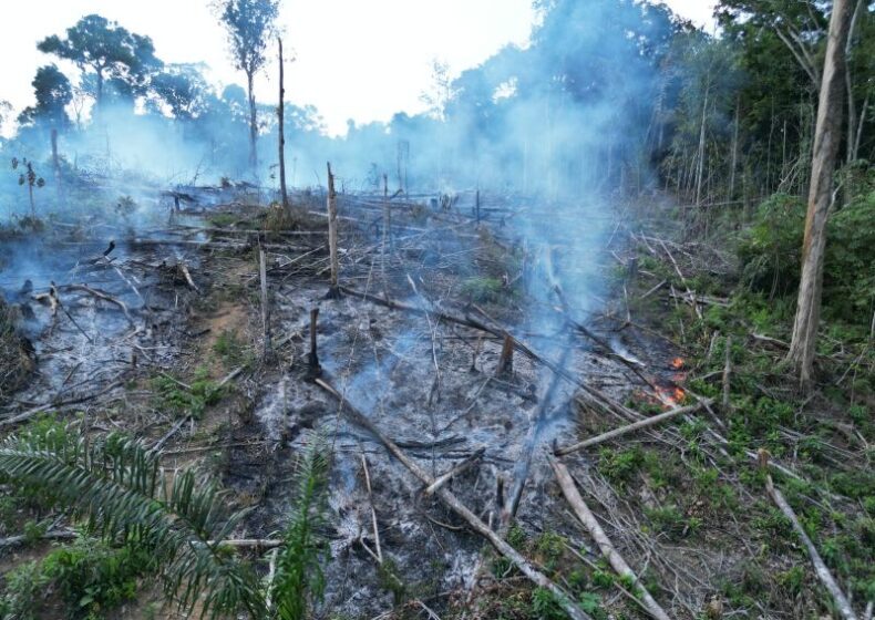 Operação CURUPIRA: Ipaam aplica mais de R$ 100 mil em multas ambientais, em uma única operação