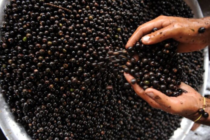 SEMA - AÇAÍ-080