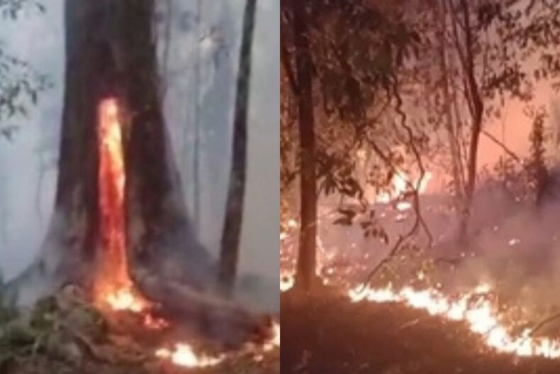 GERAL: Incêndio de grandes proporções atinge área de mata na rodovia AM-070