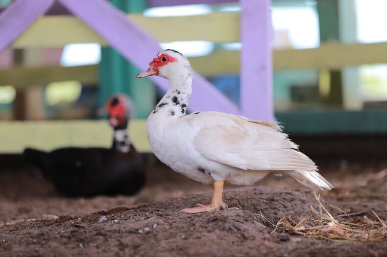 GERAL/Produtores têm até 13 de dezembro para atualizar cadastro de animais existentes na propriedade