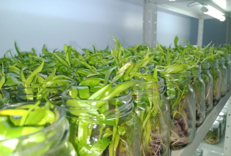 GERAL/Apoiada pelo Governo do AM, STARTUP desenvolve técnica para ampliar produção de mudas de bananas