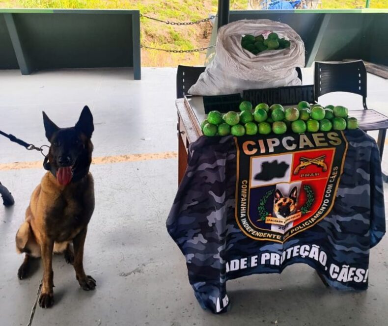 GERAL/PMAM apreende 37 kg de COCAÍNA em formato de limões em embarcação próximo a Coari