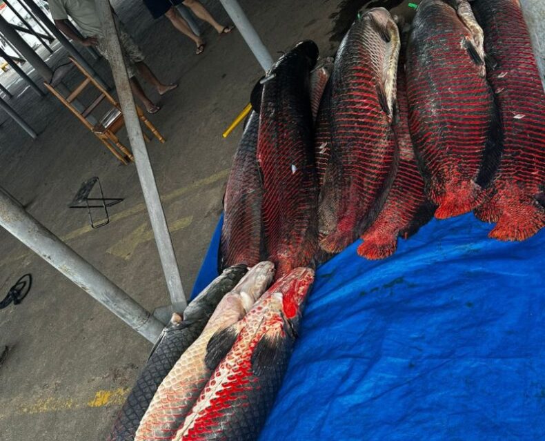 GERAL/Base Arpão 1: PMAM apreende mais de 730 kg de pirarucu irregular