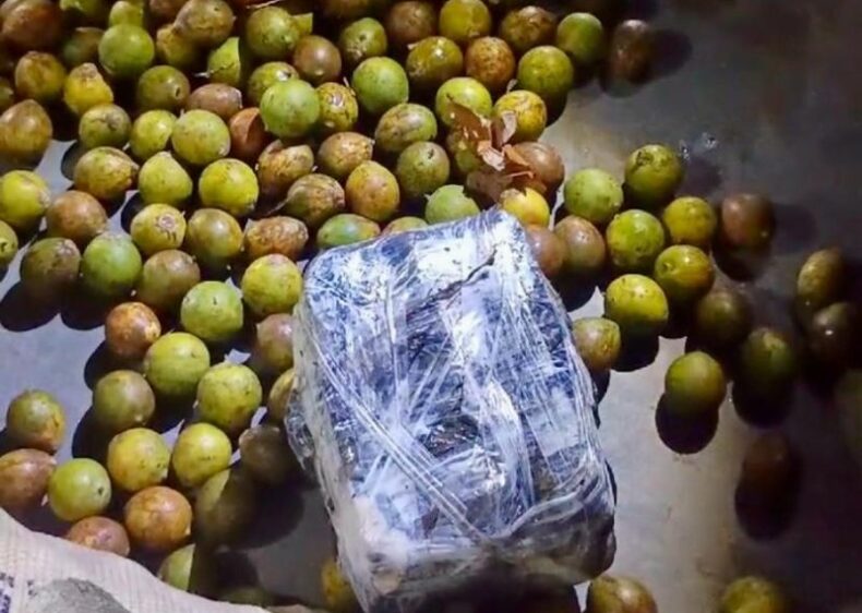 POLÍCIA/Base Arpão 1: PMAM encontra maconha escondida em sacas de TUCUMÃ