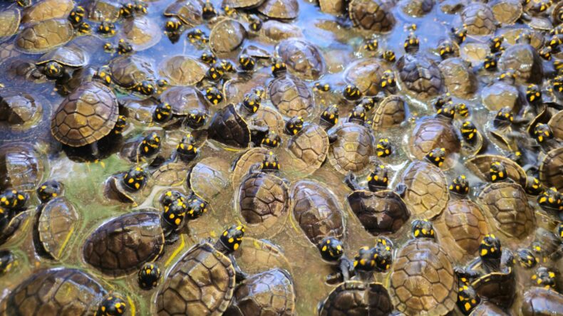 GERAL/Mais de 4,9 mil QUELÔNIOS são devolvidos à natureza na Reserva de Desenvolvimento Sustentável Igapó-Açu