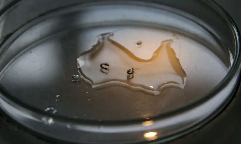 Saúde/CAMPANHA de mobilização contra DENGUE nas escolas começa nesta segunda