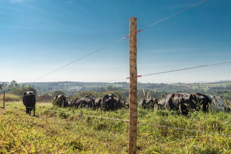 GERAL/CHUVAS intensas afetam o desempenho das CERCAS elétricas
