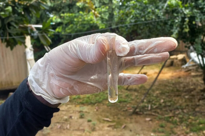 SAÚDE/DENGUE: 1.147 casos são confirmados no AMAZONAS desde o início do ano