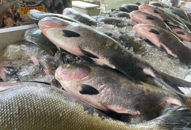 CIDADE/FEIRÃO do PESCADO da ADS comercializa mais de 30 toneladas de PEIXES em três dias de ação