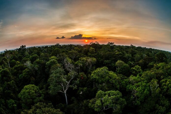Foto-Floresta-Arquivo_Secom-1536x1024-040