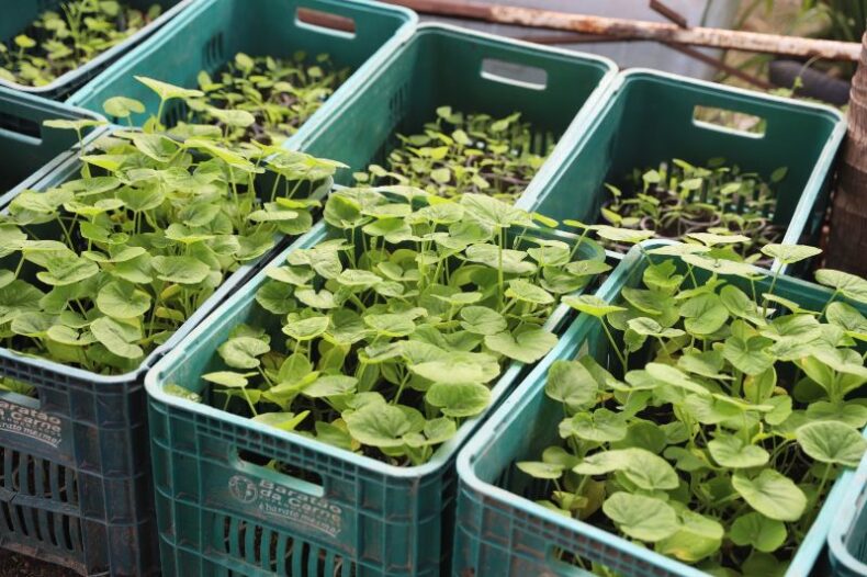 GERAL/SEPROR-AM divulga Plano Estadual de Agroecologia e Produção Orgânica do Estado para consulta pública