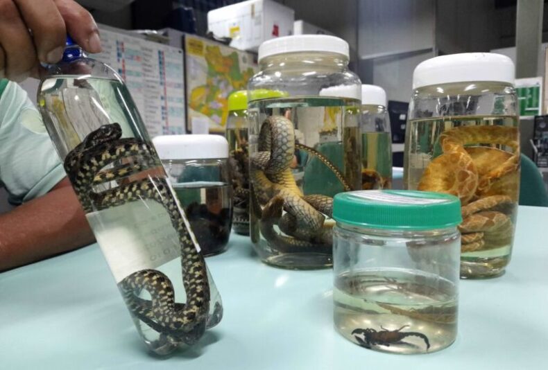 GERAL/Operação Cheia 2025: FVS-RCP alerta para prevenção de acidentes por animais peçonhentos em áreas residenciais no Amazonas