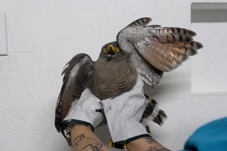 CIDADE/GAVIÃO-CARIJÓ é resgatado pela Sepet e Ipaam em área próxima ao Sambódromo