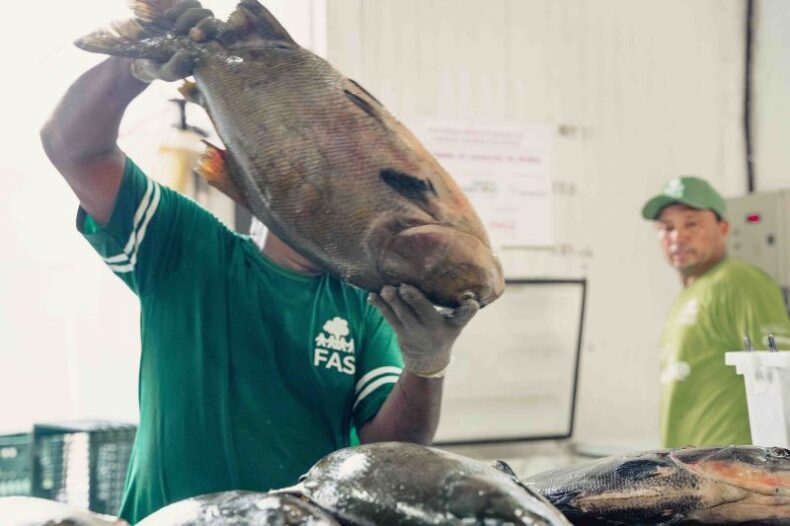 GERAL/FEIRA do TAMBAQUI oferta 9 toneladas de pescado em Manaus neste sábado e domingo