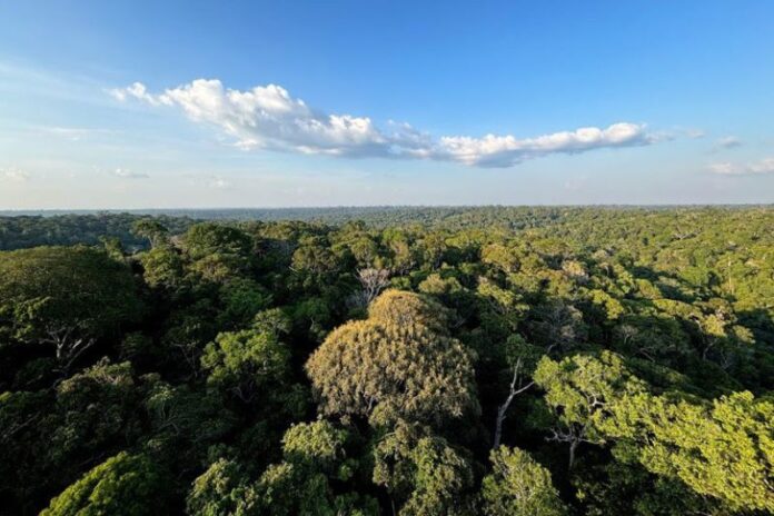 Reserva florestal Adolpho Ducke, do Instituto Nacional de Pesquisa da Amazônia INPA onde se localiza o Museu da Amazônia Musa Foto Tânia Rêgo Agência Brasi (1)