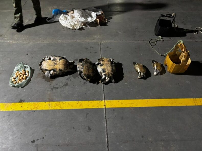 SEGURANÇA/Base Arpão 2: PMAM apreende 30 QUELÔNIOS durante abordagem em uma embarcação