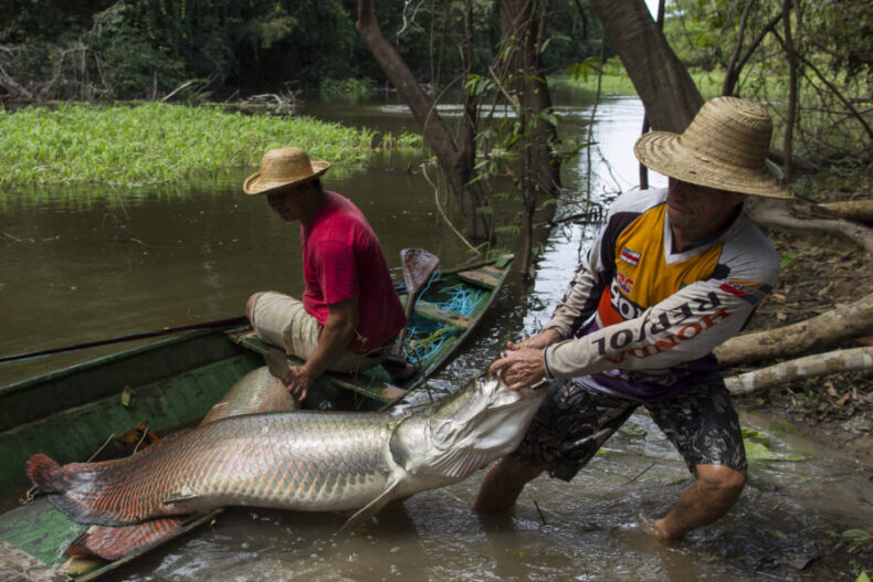 GERAL/No Amazonas, Governo garante direito ao seguro-defeso de 80 mil pescadores com ampliação de prazo para emissão da nova CIN