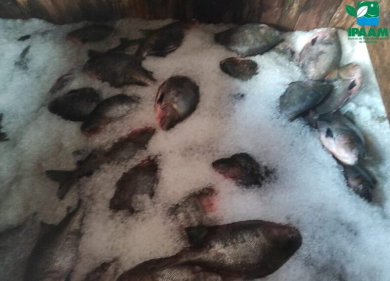 Ipaam_Fiscalização do Ipaam apreende cinco toneladas de pescado_Foto 1 - Divulgação-Ipaam - 23-10-2025