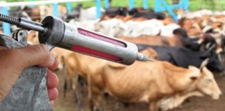 SAÚDE/VACINAÇÃO contra a RAIVA dos ERBÍVOROS se encerra nesta sexta-feira, alerta Adaf