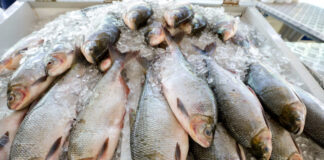 GERAL/FEIRÃO do PESCADO segue até este sábado, em dois pontos da capital