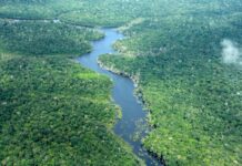 MEIO AMBIENTE/Balanço 2025: AMAZONAS tem menor número de ALERTAS de DESMATAMENTO dos últimos oito anos